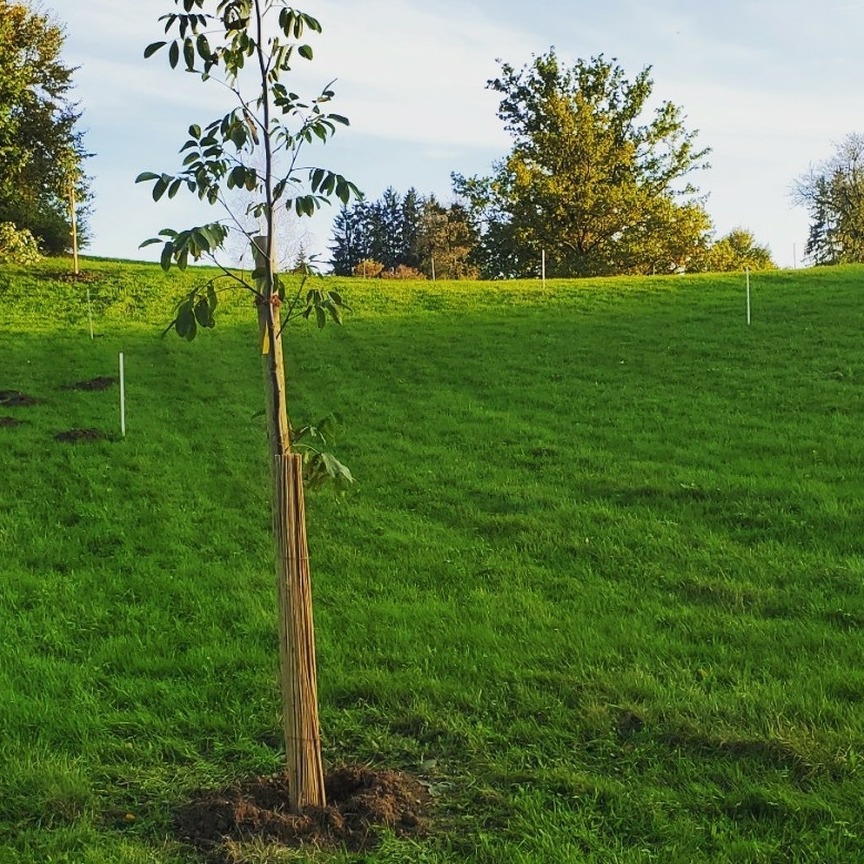 Neue Walnuss Wiese