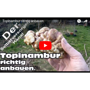 Wie baust  Du Topinambur richtig an - Wie baust Du Topinambur richtig an - Erklärvideo