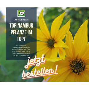 Topinambur Pflanze - topinambur pflanze