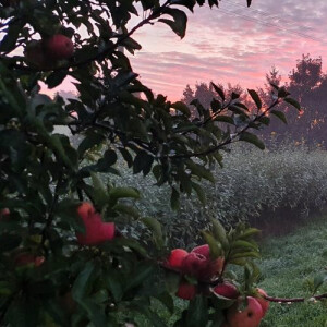 The New Harvest is Here: Our Cloudy Apple Direct Juice is Available Again! - 