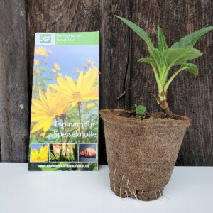 Plant Topinambur: Young Plants in Pots for the New Season - Plant Topinambur: Young Plants in Pots for the New Season