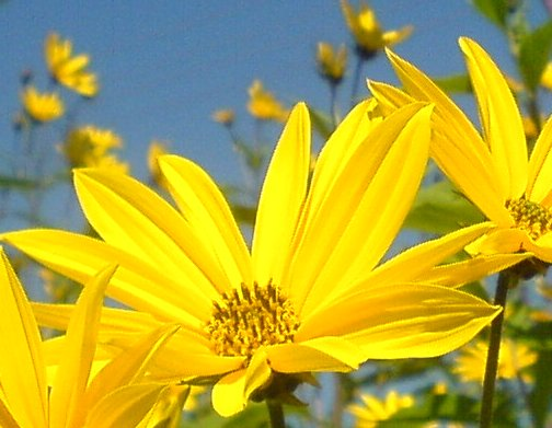 Topinambur Blüte