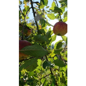 Streuobstwiesen Apfelsaft