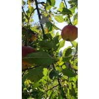 Orchard meadows apple juice