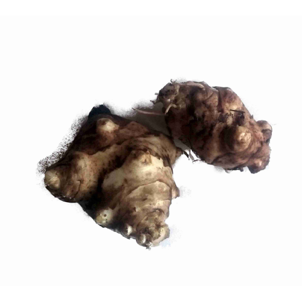 Jerusalem artichoke plant "Dwarf"