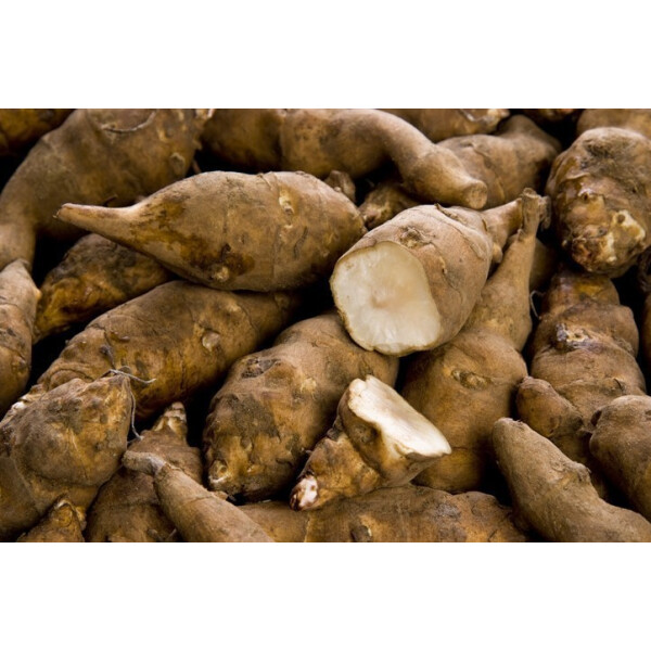 Topinambur  "Topstar"  bio   - 5 Knollen-