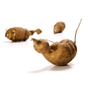 Topinambur  "Gute Gelbe"  bio   -5 Knollen-