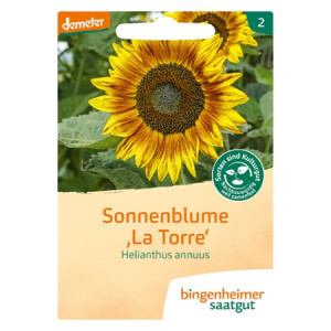 Sonnenblume La Torre