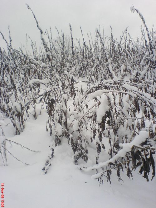 Jerusalem artichokes in winter, high stability and good coverage