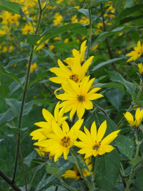 Jerusalem artichokes in the garden