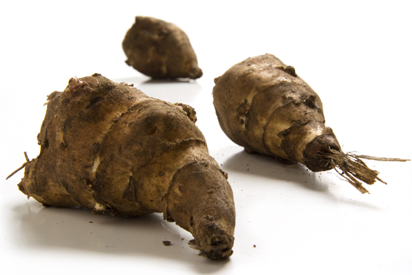 Jerusalem artichoke Plant tuber diversity for the wild field