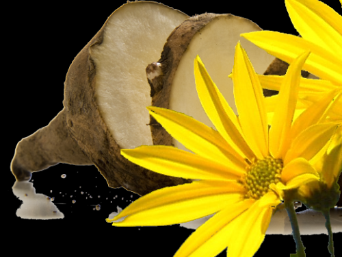 Jerusalem artichoke is healthy and valuable