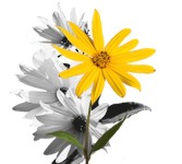 Jerusalem artichoke is a valuable medicinal plant for intestinal health