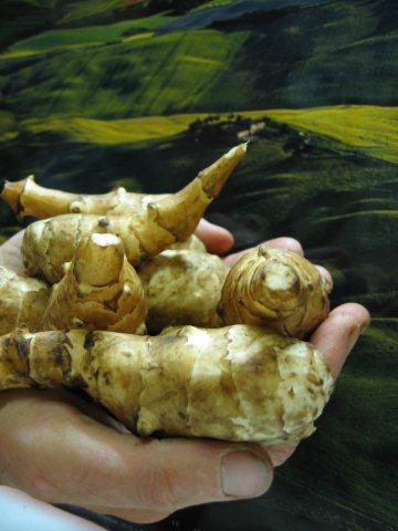 Tips for dealing with Jerusalem artichoke