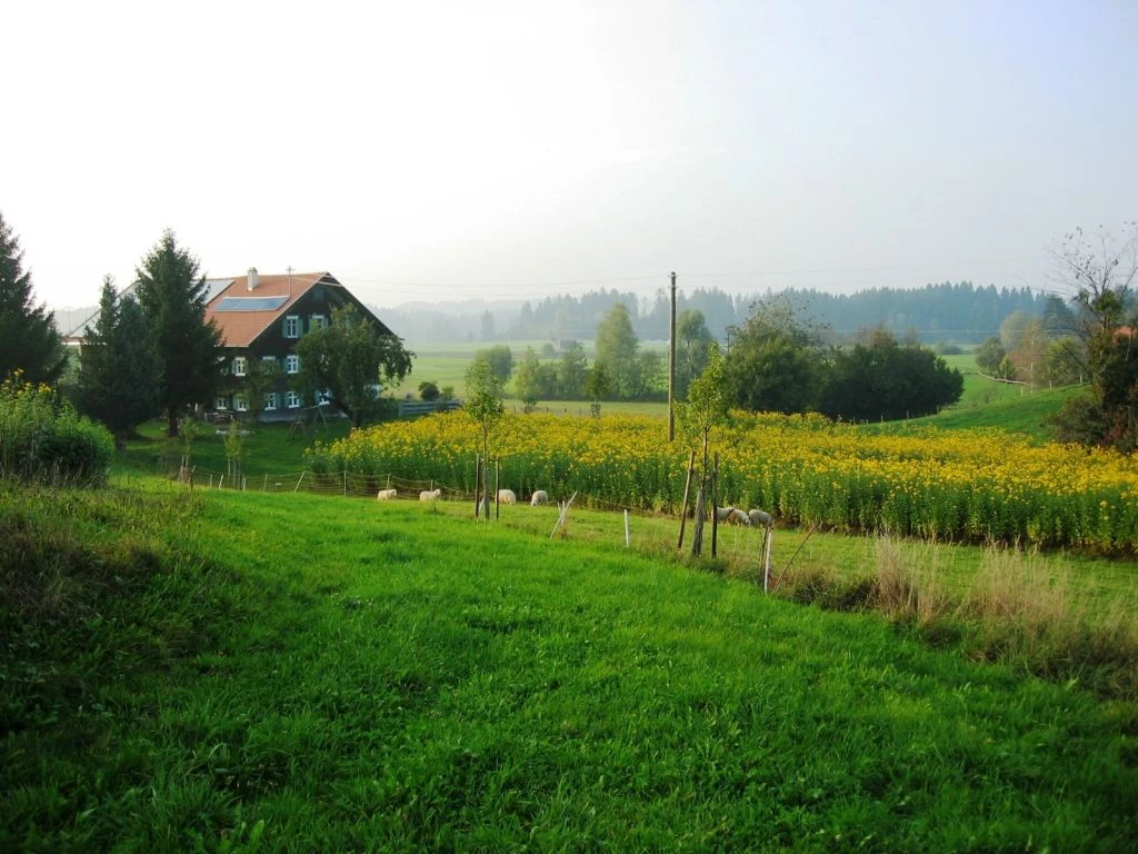 Hof und Topinambur-Feld der Topinambur Manufaktur im Allgäu