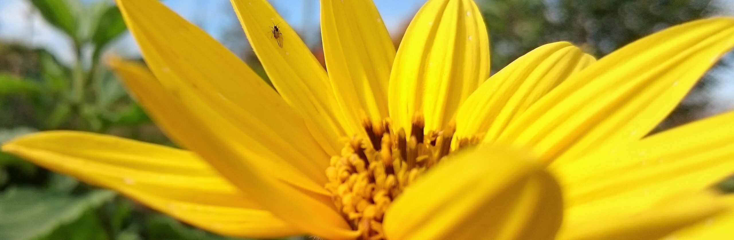 Blüte mit Fliege