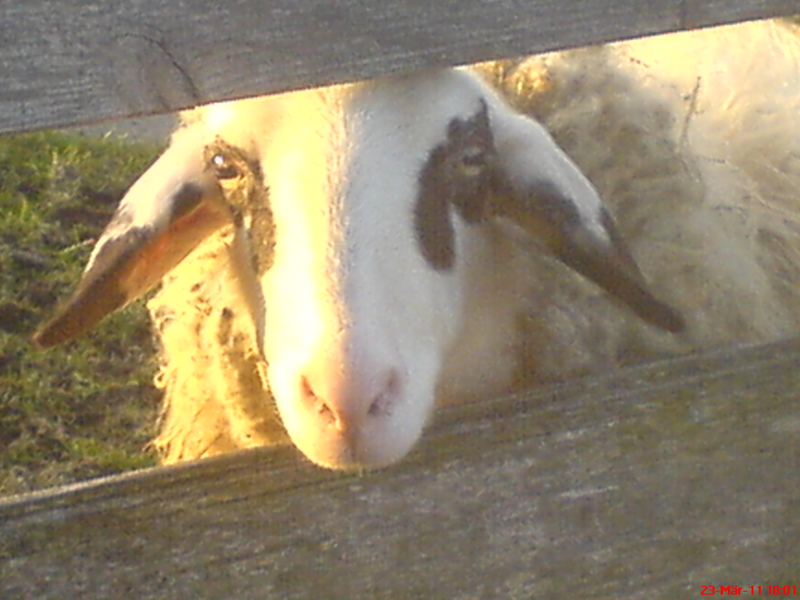 Schaf 2