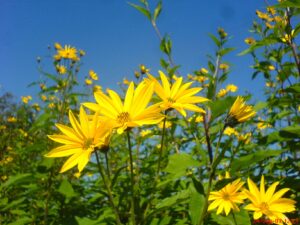 Wunderschöne Topinambur Blüten